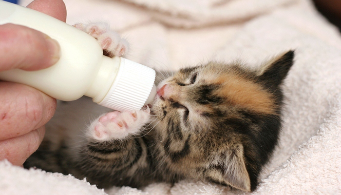 gatito tomando leche de un biberon