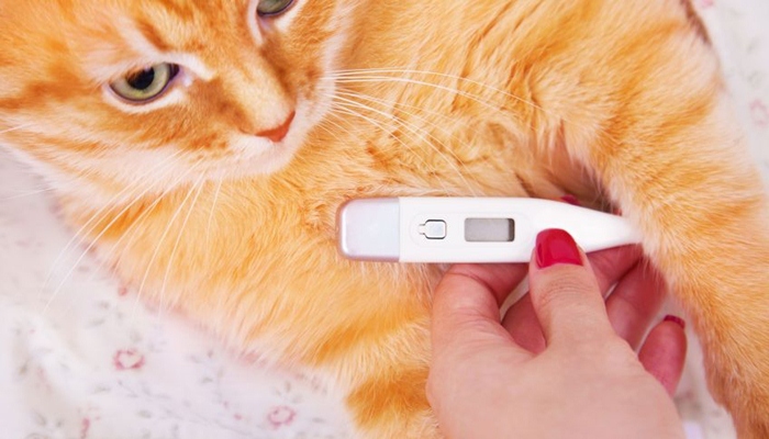 Tomar la temperatura de una gata con un termometro