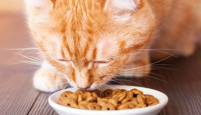 comida para gatos