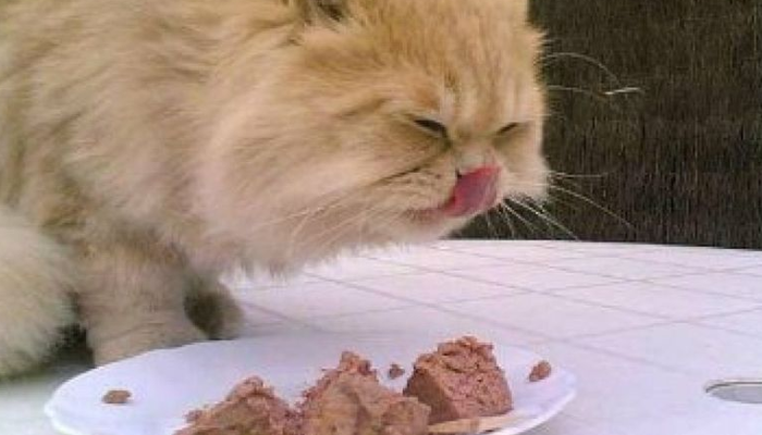 Comida balanceada para gatos