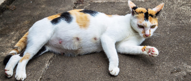 Despues de tener una camada la gata puede ser esterilizada