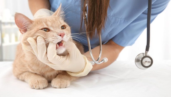 veterinario dandole medicamentos al gato