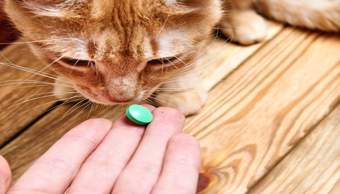 sustancias dañinas para gatos