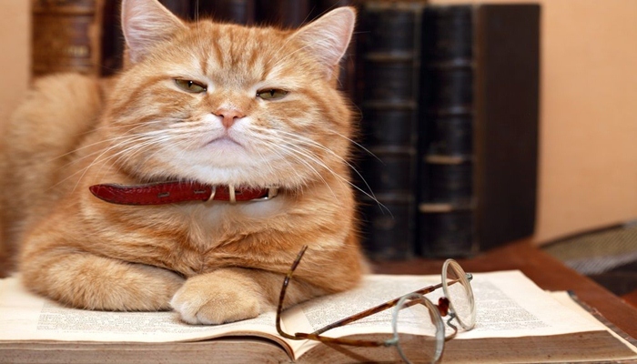 gato adulto acostado sobre un libro