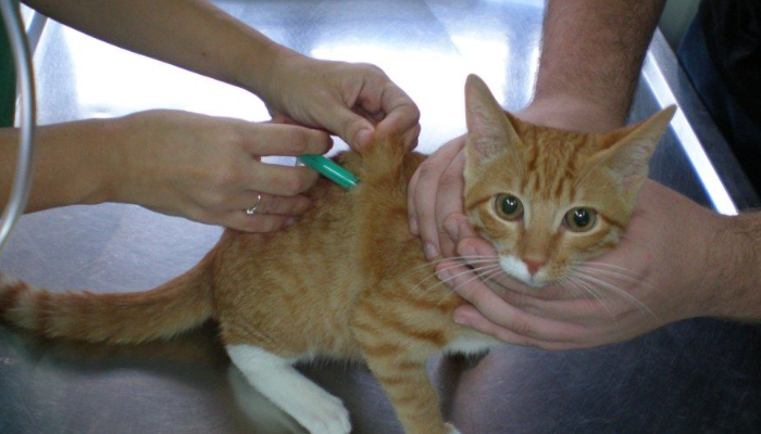 Vacunas para gatitos 