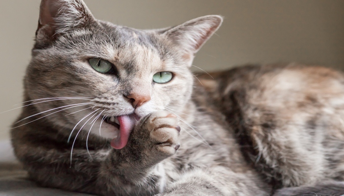 gato aseandose con su lengua