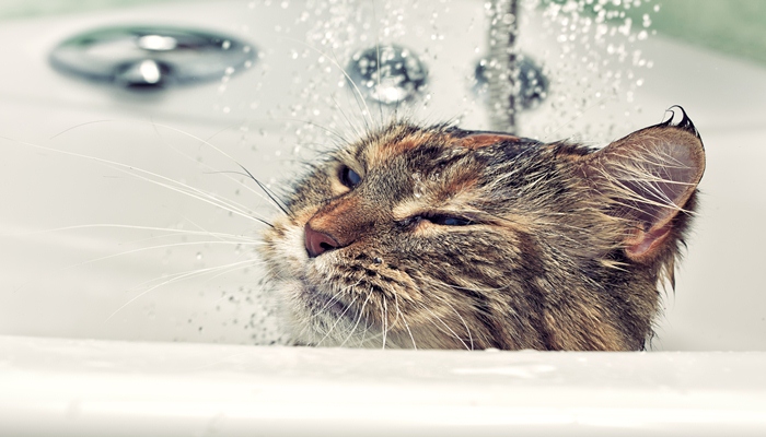 Es recomendable bañar a los gatos