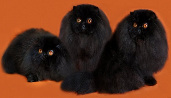 Gatos persas extremo de color negro