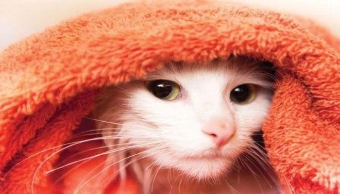 gato enrollado en una toalla