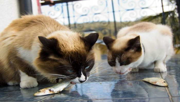 dos gatos comiendo pescado
