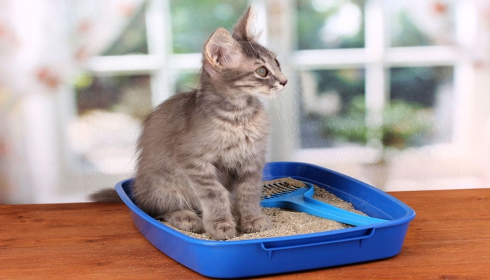 gato sobre una caja de arena