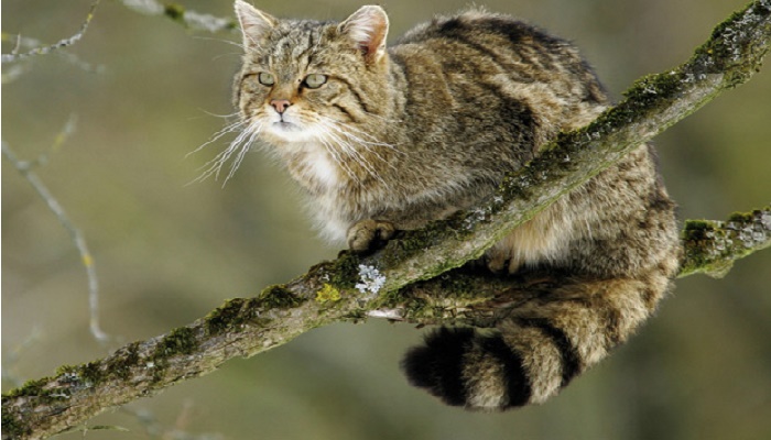 el gato montés está en peligro de extinción