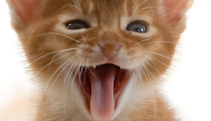 Porqué los gatos tienen pelos en la lengua