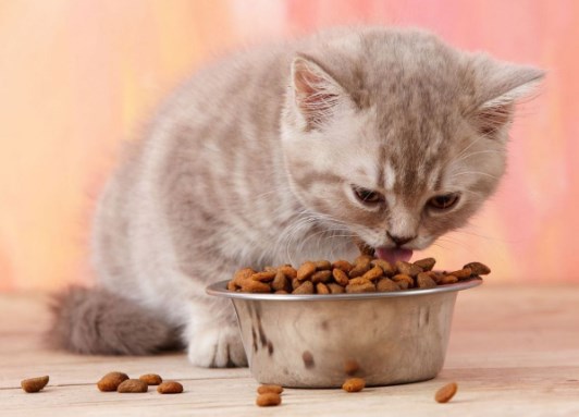 qué alimento es bueno para gatos