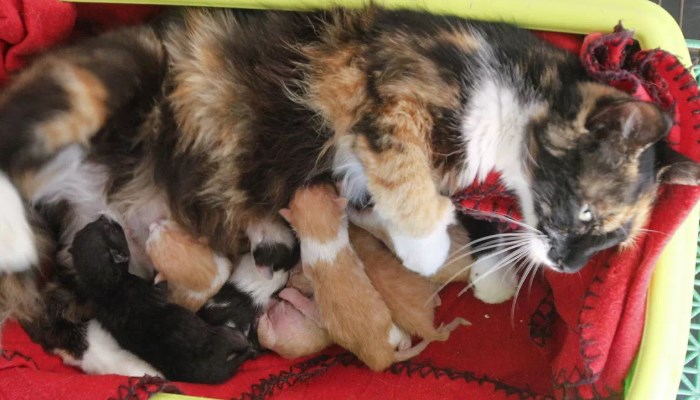 las gatas pueden tener crías de distintos padres en una sola camada.