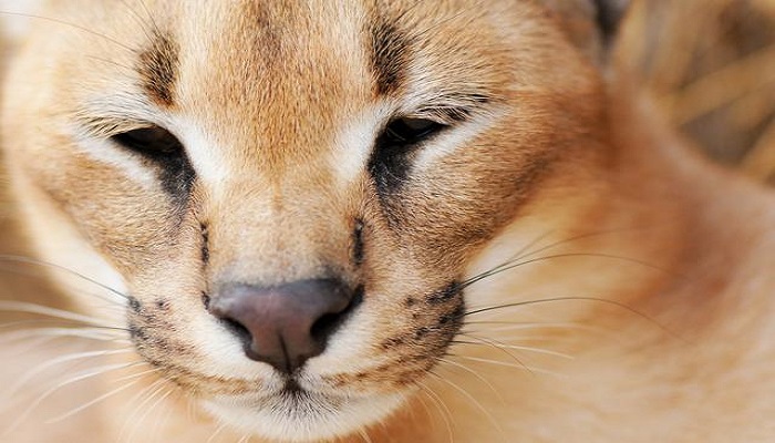 rostro del Gato Dorado Africano 