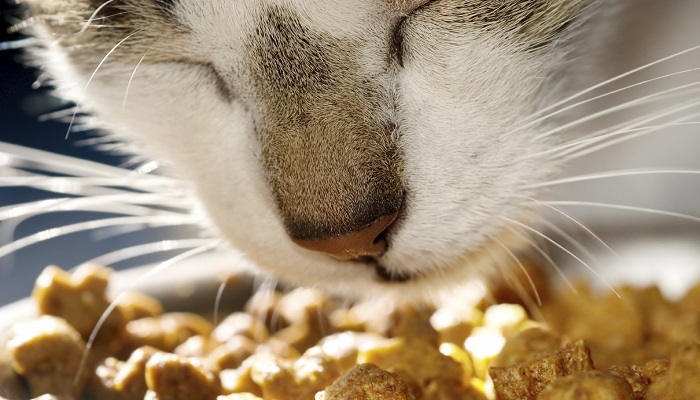 Alimentos Tóxicos para Gatos