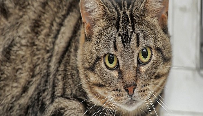 gato europeo, posee un distintivo color de ojos. 