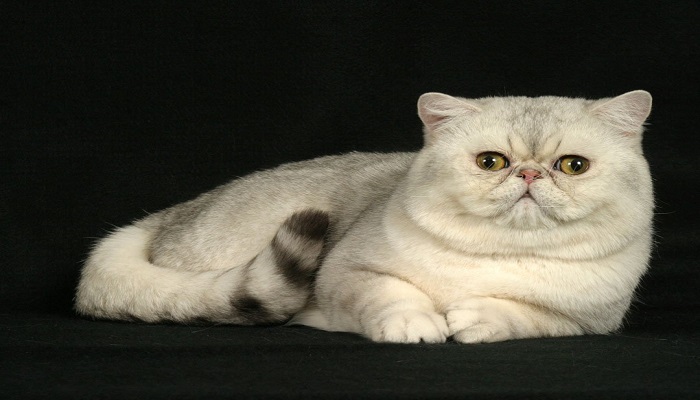 gato blanco, exótico de pelo corto.