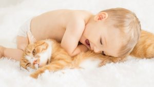 Descripción de un Gato para Niños 🙂  10 Gatos Domésticos para tu hijo