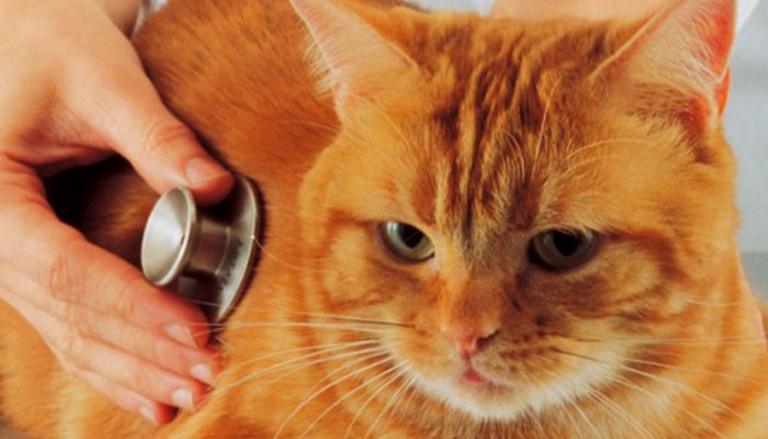 Prevención de la leucemia en gatos