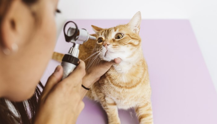 Tipos de enfermedades en los ojos de los gatos