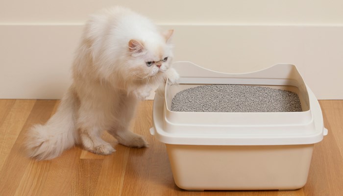 cómo hacer arena para gatos