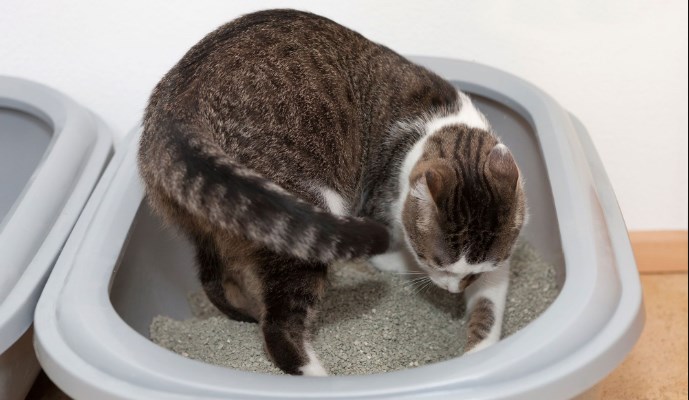 Proceso para hacer la mejor arena para gatos