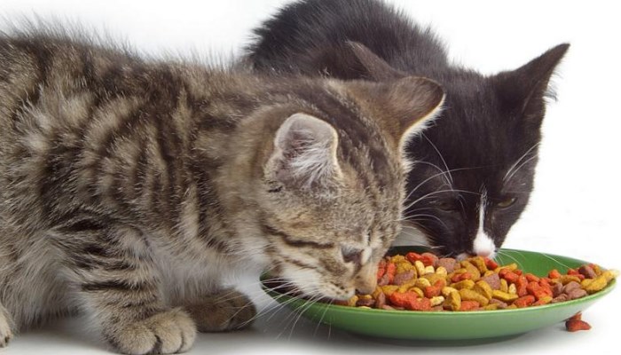 los gatos deciden comer cuando su instinto se lo indica
