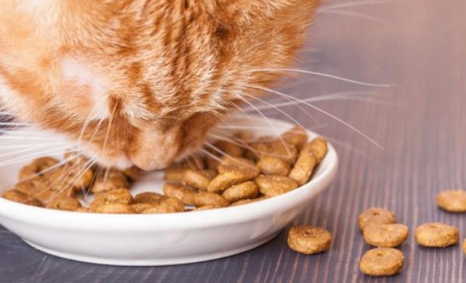 Alimentos industrializados para gatos
