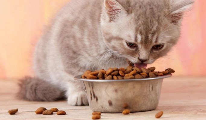 alimentación de los gatos