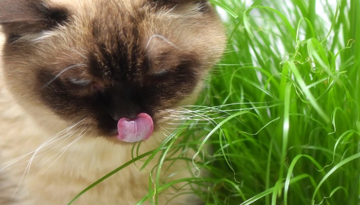Plantas seguras para tu gato por ser medicinales