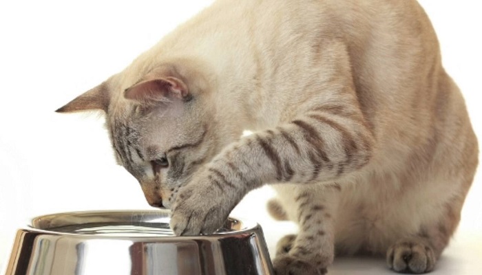 mi gato bebe mucha agua