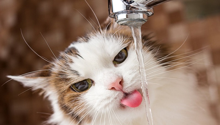 Mi Gato bebe mucha agua