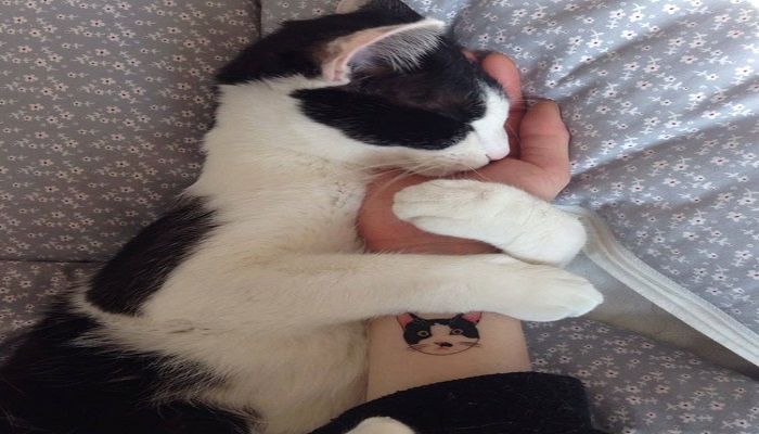 Hermosos tatuajes de gatos