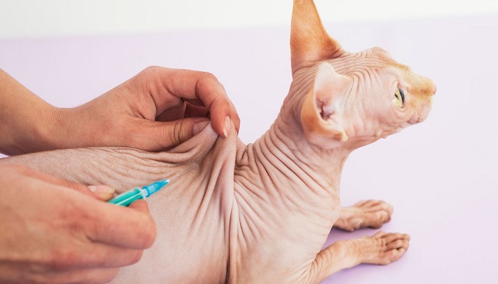 Gato Sphynx recibiendo una vacuna.